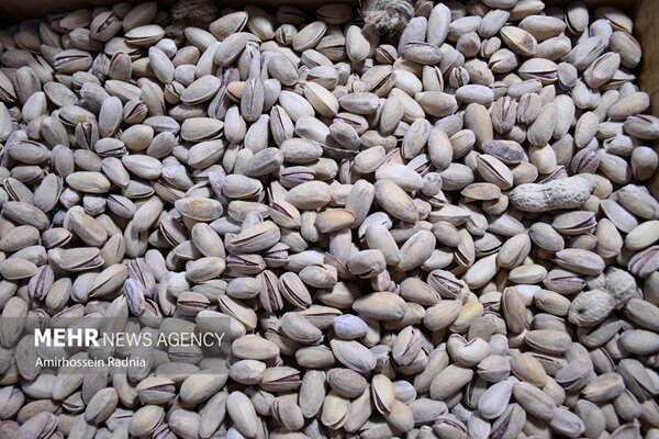 طلای سبز در زاگرس؛ پسته‌ای که از لرستان راهی بازار می‌شود