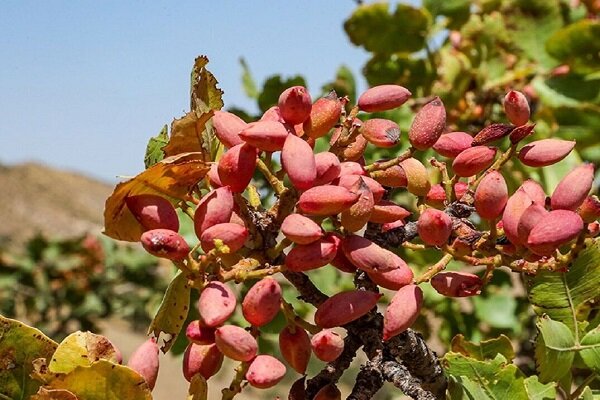 طلای سبز در زاگرس؛ پسته‌ای که از لرستان راهی بازار می‌شود