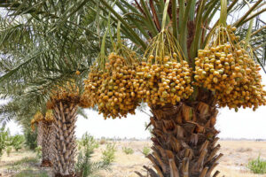 عسکری: مسائل آب، کشاورزی و محیط زیست بوشهر با جدیت پیگیری می‌شود