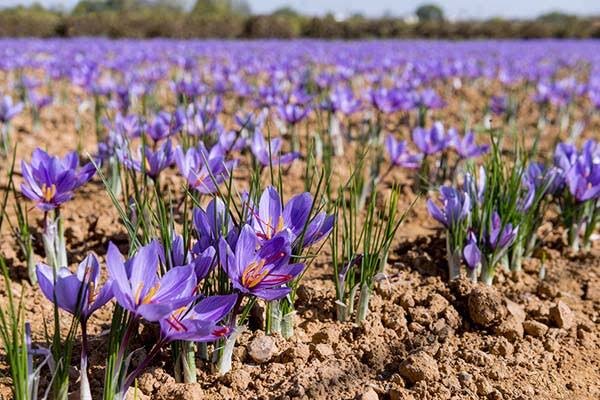 فعالیت بیش از ۳ هزار بهره‌بردار در اراضی زعفران لرستان