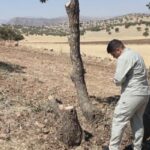 قطع غیرمجاز درختان در اسلام‌آبادغرب بدون اغماض پیگیری می‌شود