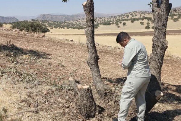قطع غیرمجاز درختان در اسلام‌آبادغرب بدون اغماض پیگیری می‌شود