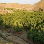 «معمولان» نوپا در مسیر پیشرفت
