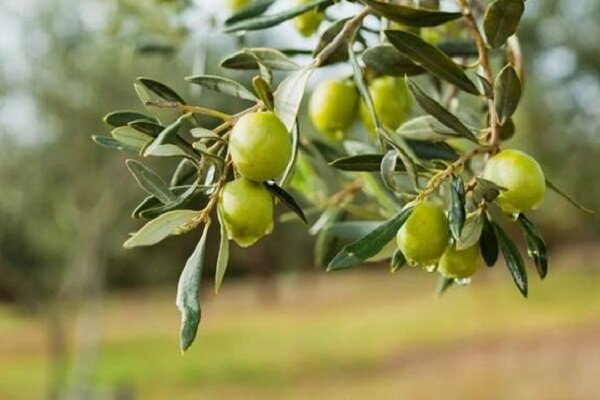 «معمولان» نوپا در مسیر پیشرفت «معمولان» نوپا در مسیر پیشرفت