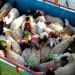 ناکامی قاچاقچیان در خروج احشام قاچاق از مرزهای آذربایجان ‌غربی