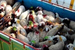 ناکامی قاچاقچیان در خروج احشام قاچاق از مرزهای آذربایجان ‌غربی