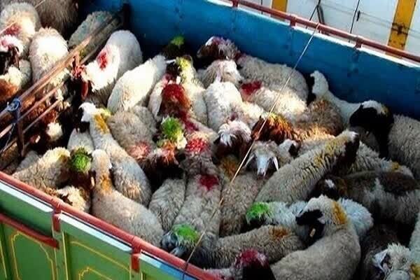 ناکامی قاچاقچیان در خروج احشام قاچاق از مرزهای آذربایجان ‌غربی