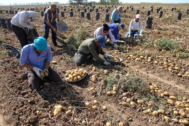 نبود بازار و مشکل نقدینگی؛ سیب‌زمینی‌کاران اردبیل در انتظار چاره‌جویی
