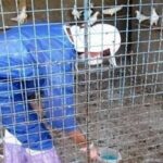 واکسیناسیون دام و طیور در دورافتاده‌ترین روستای حمیل