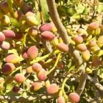 «پسته» محصول تازه زاگرس؛ کشاورزی پوست می‌اندازد