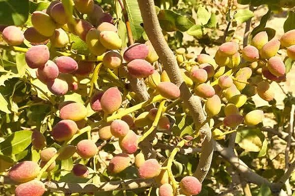 «پسته» محصول تازه زاگرس؛ کشاورزی پوست می‌اندازد