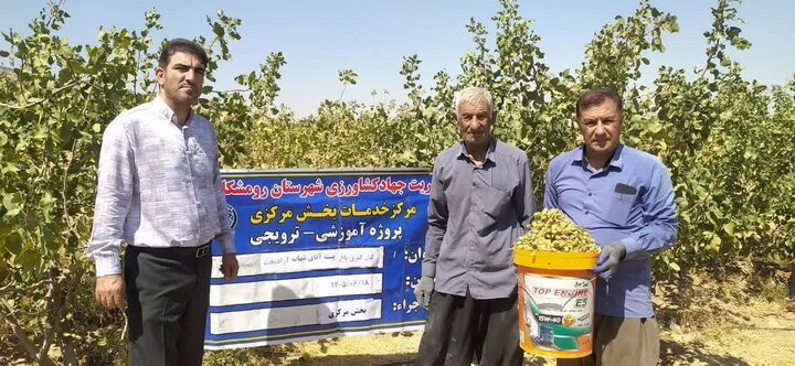 «پسته» محصول تازه زاگرس؛ کشاورزی پوست می‌اندازد