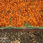 پیش‌بینی تولید بیش از ۷۵۰۰ تُن آلوبخارا در فارس