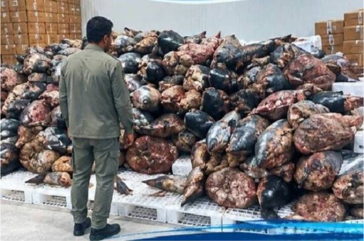 کشف بیش از ۳۹۰ قطعه کوسه‌ماهی در بندرخمیر با ارزش ۱۵۳ میلیارد ریال