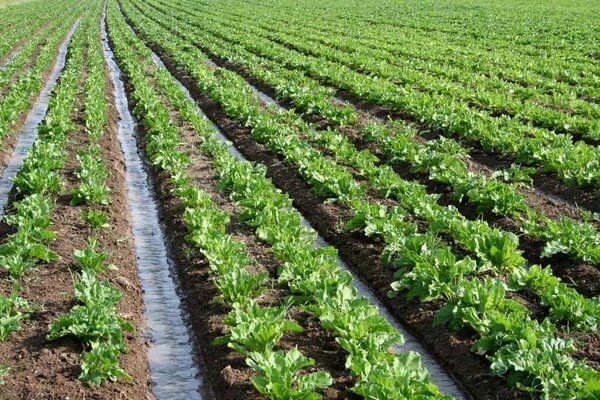 ۱۷ هزار هکتار از مزارع نکا زیر کشت پاییزه می‌رود