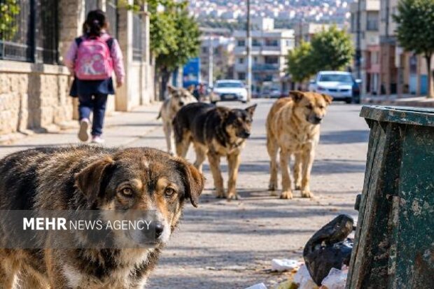 ۶۰ مصدوم سگ‌گرفتگی در مازندران به پزشکی قانونی مراجعه کردند