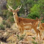 بازیگوشی گوساله‌های مرال در البرز مرکزی