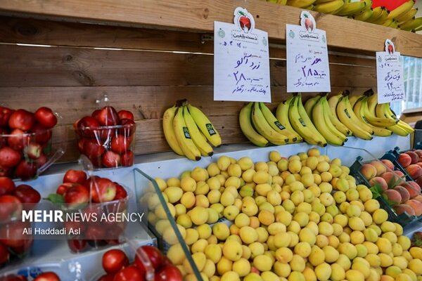تکاپو برای«حذف واسطهها»؛ میدان میوه و تره بار ایلام در یک قدمی تحقق تکاپو برای«حذف واسطهها»؛ میدان میوه و تره بار ایلام در یک قدمی تحقق