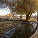 درختان۷۰۰ساله کرمان در معرض خشکیدگی؛ انتقال آب خلیج فارس چاره ساز نیست