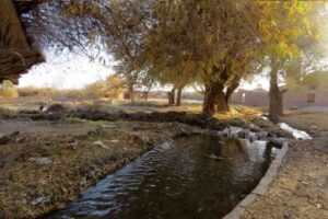 درختان۷۰۰ساله کرمان در معرض خشکیدگی؛ انتقال آب خلیج فارس چاره ساز نیست
