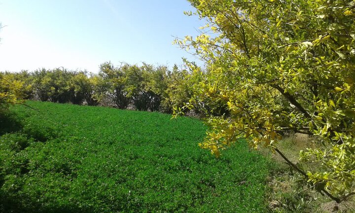 درختان۷۰۰ساله کرمان در معرض خشکیدگی؛ انتقال آب خلیج فارس چاره ساز نیست درختان۷۰۰ساله کرمان در معرض خشکیدگی؛ انتقال آب خلیج فارس چاره ساز نیست