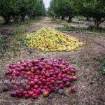 رحمانی: نرخ خرید سیب زیردرختی متناسب با هزینه‌ های تولید تعیین شود
