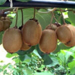 صادرات ۶۰۰۰ تن کیوی و نارنگی مازندران به بازارهای خارجی