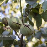 پیش‌بینی تولید ۲۴ هزار تن گردو در تویسرکان