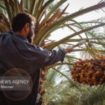 کاهش نخیلات خوزستان زنگ خطر برای کشاورزی است