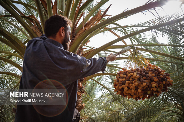 کاهش نخیلات خوزستان زنگ خطر برای کشاورزی است